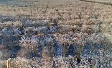 Se vende atractiva y amplia granja de arándanos orgánicos