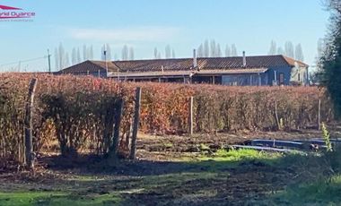 Se vende atractiva y amplia granja de arándanos orgánicos