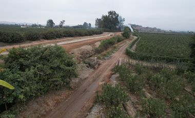 VENDO TERRENO AGRICOLA 3.2018 HA, MANZANA EN PRODUCCION - NUEVO IMPERIAL CAÑETE