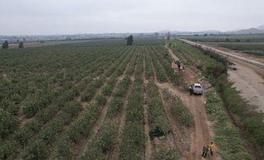 VENDO TERRENO AGRICOLA 3.2018 HA, MANZANA EN PRODUCCION - NUEVO IMPERIAL CAÑETE