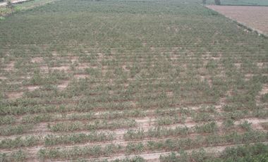 VENDO TERRENO AGRICOLA 3.2018 HA, MANZANA EN PRODUCCION - NUEVO IMPERIAL CAÑETE