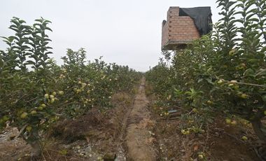 VENDO TERRENO AGRICOLA 3.2018 HA, MANZANA EN PRODUCCION - NUEVO IMPERIAL CAÑETE