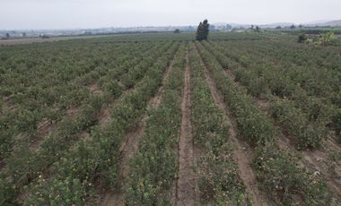 VENDO TERRENO AGRICOLA 3.2018 HA, MANZANA EN PRODUCCION - NUEVO IMPERIAL CAÑETE