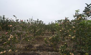 VENDO TERRENO AGRICOLA 3.2018 HA, MANZANA EN PRODUCCION - NUEVO IMPERIAL CAÑETE