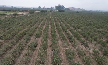 VENDO TERRENO AGRICOLA 3.2018 HA, MANZANA EN PRODUCCION - NUEVO IMPERIAL CAÑETE