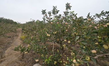 VENDO TERRENO AGRICOLA 3.2018 HA, MANZANA EN PRODUCCION - NUEVO IMPERIAL CAÑETE