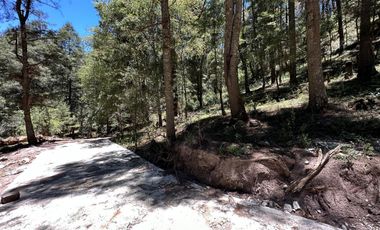 Tu Refugio en el Bosque: Invierte en Tranquilidad y Naturaleza