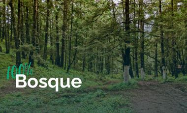 Tu Refugio en el Bosque: Invierte en Tranquilidad y Naturaleza