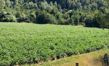 Campo en venta en Los Muermos a 55 minutos de Puerto Varas con abundante agua