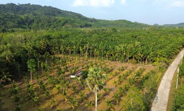 5.5 Rai Coconut Plantation with Scenic Mountain Views Land for Sale in Khokkloy, Phangnga