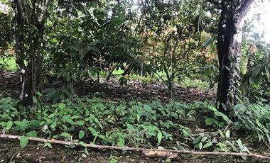 De venta   Finca  de 4 Hectáreas con cacao  en Puerto Quito.