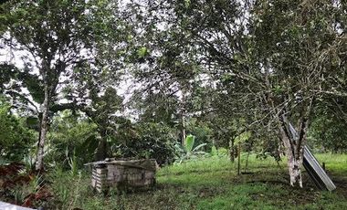 De venta   Finca  de 4 Hectáreas con cacao  en Puerto Quito.