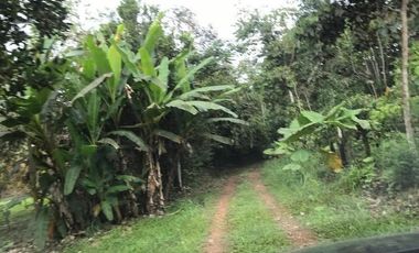 De venta   Finca  de 4 Hectáreas con cacao  en Puerto Quito.