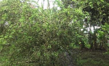 De venta   Finca  de 4 Hectáreas con cacao  en Puerto Quito.