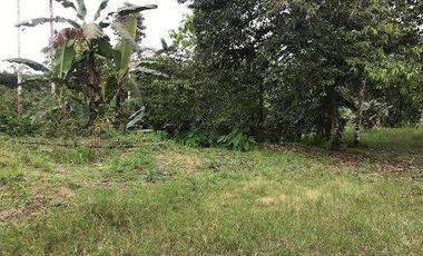De venta   Finca  de 4 Hectáreas con cacao  en Puerto Quito.