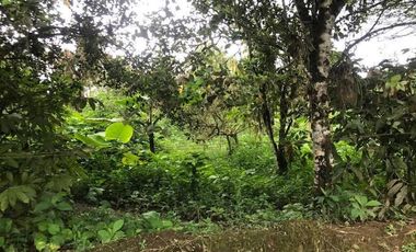 De venta   Finca  de 4 Hectáreas con cacao  en Puerto Quito.