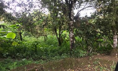 De venta   Finca  de 4 Hectáreas con cacao  en Puerto Quito.