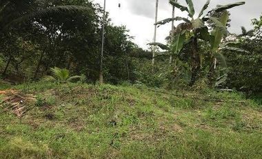 De venta   Finca  de 4 Hectáreas con cacao  en Puerto Quito.