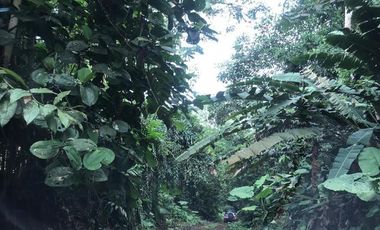 De venta   Finca  de 4 Hectáreas con cacao  en Puerto Quito.