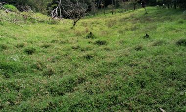 FINCA ARBELAEZ-CRIADERO OVINO