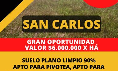 SAN CARLOS, 115 HÁ /   $6.000.000 x há