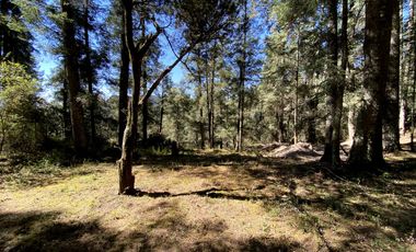 Las Flores, Mineral del Monte – Naturaleza, Estilo y Libertad para Construir Tu Futuro