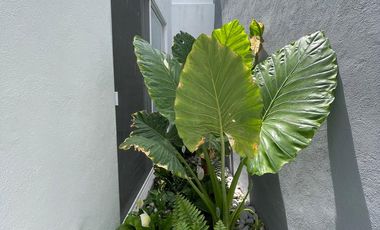 VENTA DE CASA DE 2 NIVELES CON ALBERCA Y JARDÍN PRIVADO EN YAUTEPEC.