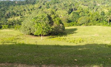 Lot for sale total 31,576 sqm ideal for mountain resort Boundary CarCar City Cebu 150/sqm negotiable
