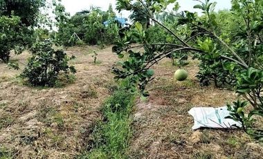 2-story garden house on an area of 1 rai 312 square wa. Mod Daeng Subdistrict, Si Prachan District, Suphan Buri, next to a concrete road along an irri