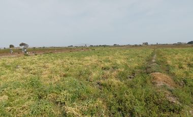 VENTA DE TERRENOS AGRÍCOLAS DE 1.2 HA (5 TERRENOS)