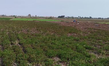 VENTA DE TERRENOS AGRÍCOLAS DE 1.2 HA (5 TERRENOS)