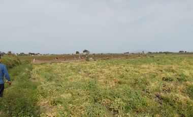 VENTA DE TERRENOS AGRÍCOLAS DE 1.2 HA (5 TERRENOS)