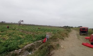 VENTA DE TERRENOS AGRÍCOLAS DE 1.2 HA (5 TERRENOS)