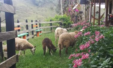 VENDO FINCA SEMIPLANA EN SANTO DOMINGO ANTIOQUIA.