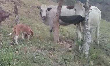 VENDO FINCA SEMIPLANA EN SANTO DOMINGO ANTIOQUIA.