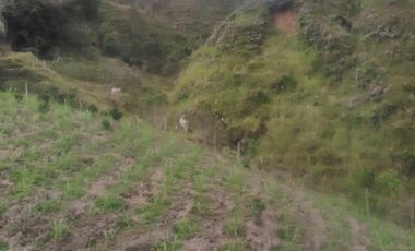 VENDO FINCA SEMIPLANA EN SANTO DOMINGO ANTIOQUIA.