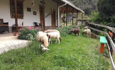 VENDO FINCA SEMIPLANA EN SANTO DOMINGO ANTIOQUIA.