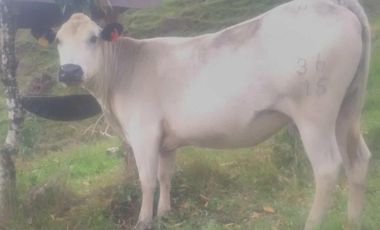 VENDO FINCA SEMIPLANA EN SANTO DOMINGO ANTIOQUIA.