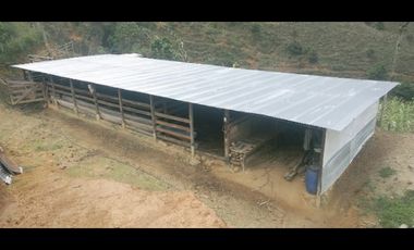 VENDO FINCA SEMIPLANA EN SANTO DOMINGO ANTIOQUIA.