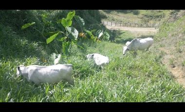VENDO FINCA SEMIPLANA EN SANTO DOMINGO ANTIOQUIA.