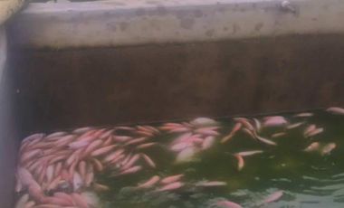 VENDO FINCA SEMIPLANA EN SANTO DOMINGO ANTIOQUIA.