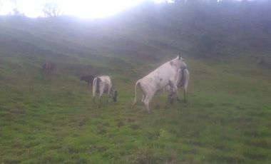 VENDO FINCA SEMIPLANA EN SANTO DOMINGO ANTIOQUIA.