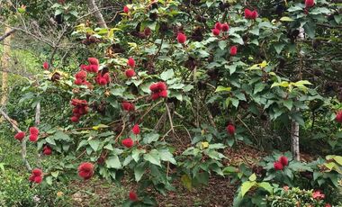 FINCA CON VISTA AL MAR CERCA DEL PARQUE TAYRONA SANTA MARTA.