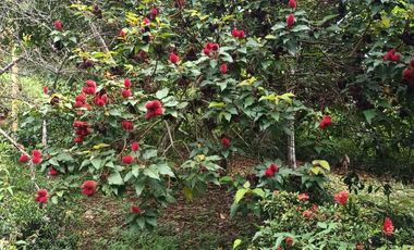 FINCA CON VISTA AL MAR CERCA DEL PARQUE TAYRONA SANTA MARTA.