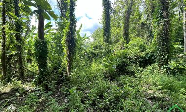 A Nice plot of Land for sale in Rong wua deang , Sankampheang, Chiangmai