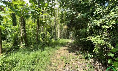 A Nice plot of Land for sale in Rong wua deang , Sankampheang, Chiangmai