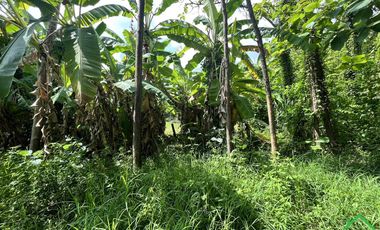 A Nice plot of Land for sale in Rong wua deang , Sankampheang, Chiangmai
