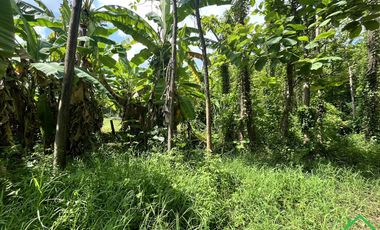 A Nice plot of Land for sale in Rong wua deang , Sankampheang, Chiangmai