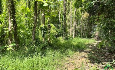 A Nice plot of Land for sale in Rong wua deang , Sankampheang, Chiangmai