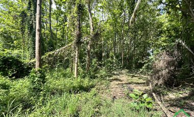 A Nice plot of Land for sale in Rong wua deang , Sankampheang, Chiangmai